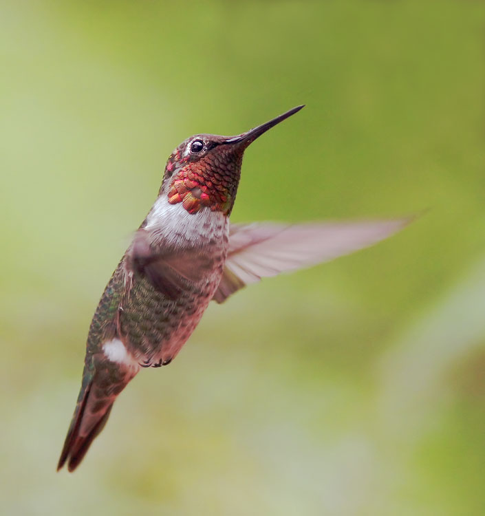 Anna's Hummingbird image