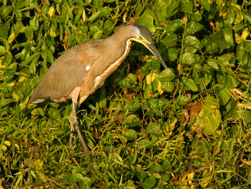 Bare-throated Tiger-Heron