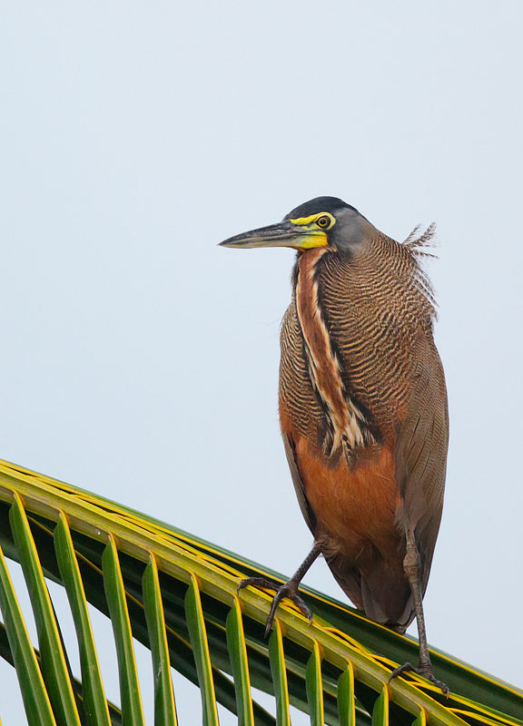 Bare-throated Tiger-Heron
