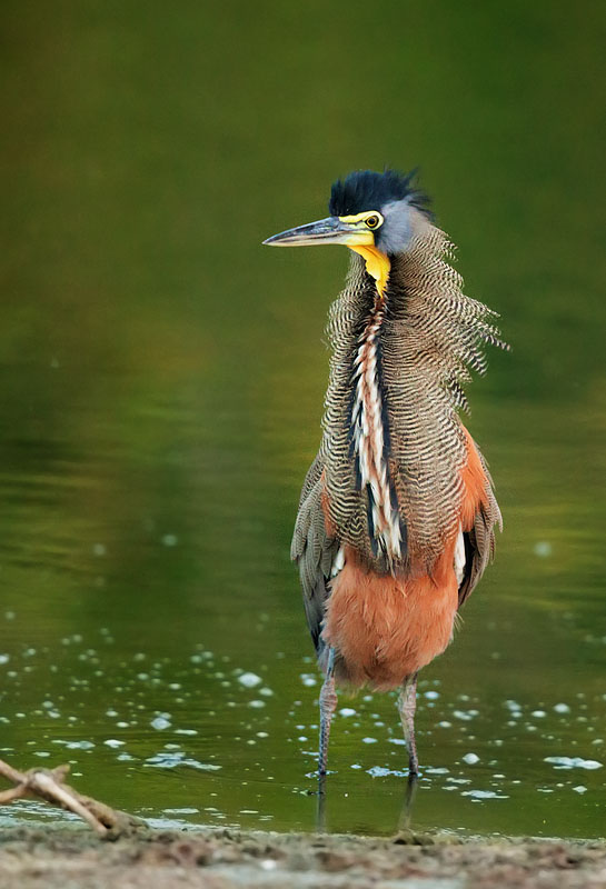Bare-throated Tiger-Heron
