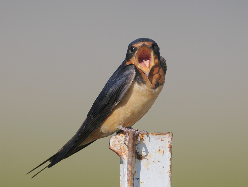 Female Barn Swallow 68