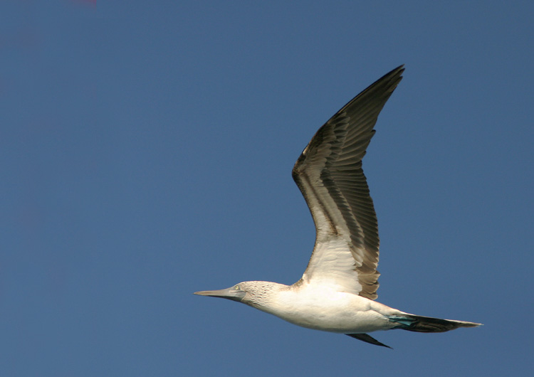 Blue-footed Booby, adult, 1/10/05, Los Islotes, Gulf of California, Baja Sur, Mexico