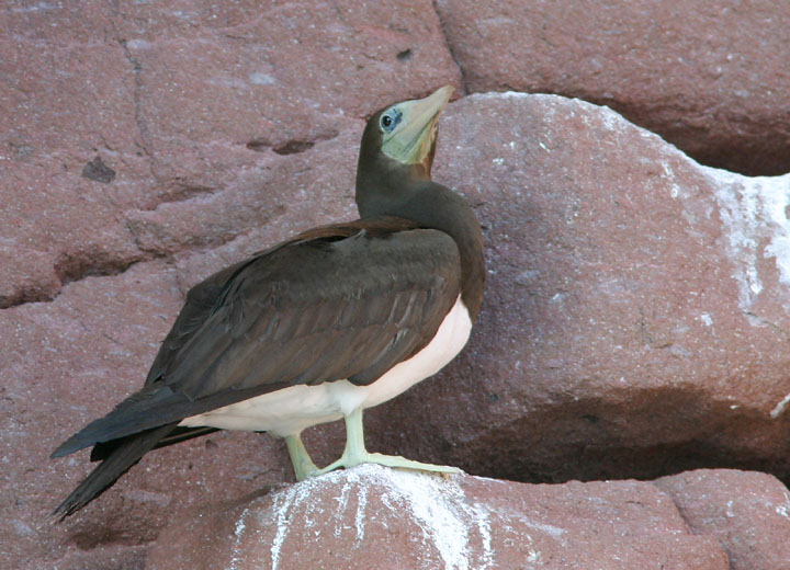 Brown Booby, 1/10/05, Los Islotes, BCR, Mexico