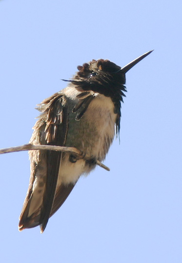 Costa's Hummingbird, male, 1/10/05, Isla Partida, Gulf of California, Baja Sur, Mexico