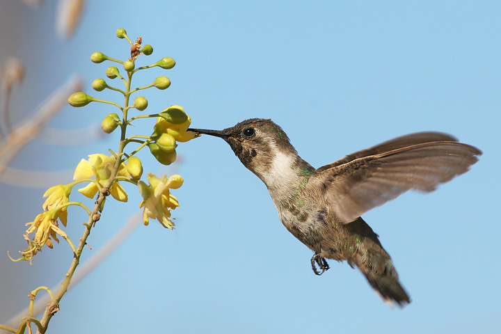 Costa's Hummingbird, young male(?), 12/21/05, near Todos Santos, BCS