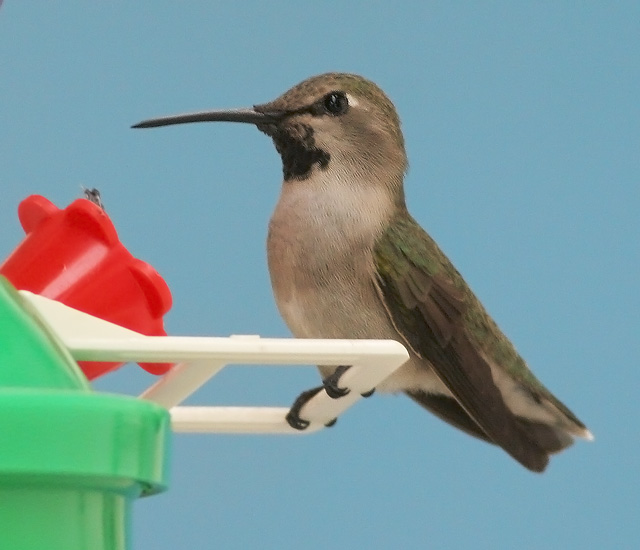 Costa's Hummingbird, male, 12/27/05, near Malecon, La Paz, BCS