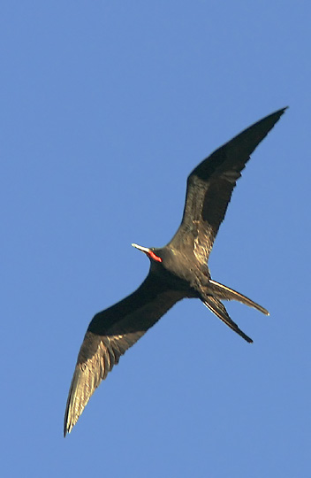 Magnificent Frigatebird, adult male breeding, 1/8/05, near Isla San Jose, Baja Sur, Mexico
