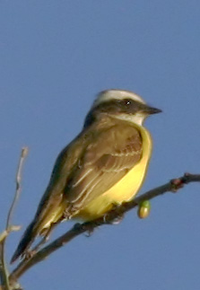 Social Flycatcher, 1/11/05, El Fuerte River, Sinaloa, Mexico