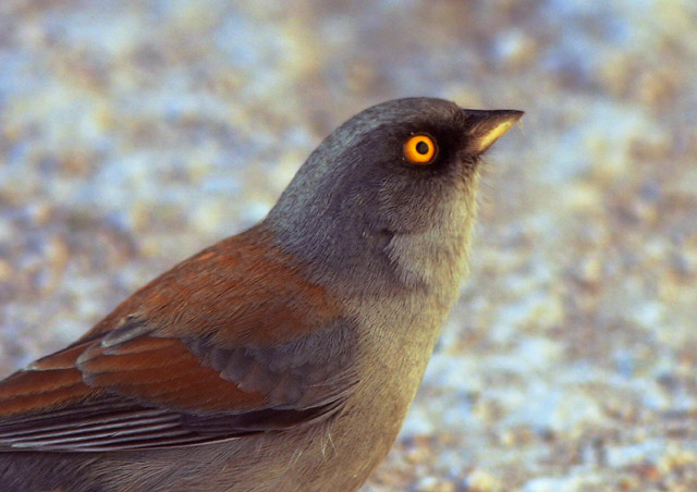 Yellow-eyed Junco, 1/13/05, Hotel Mirador, Copper Canyon, Chihuahua, Mexico
