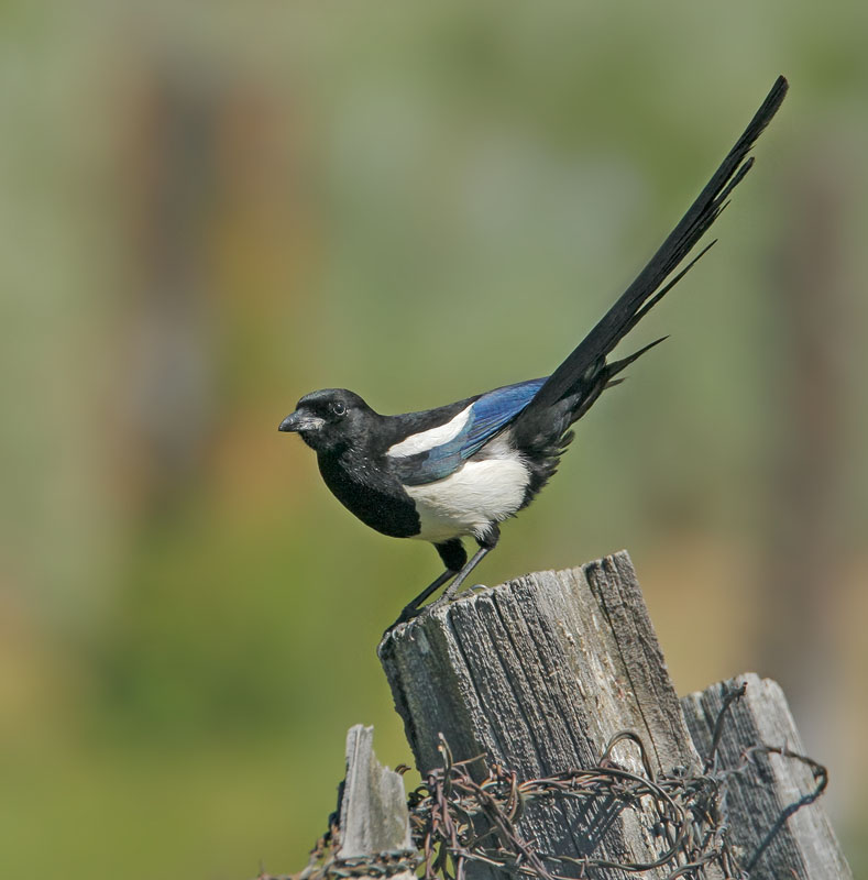 Black-billed Magpie, 6/11/08, Cemetery Road, Sierraville, Sierra Co