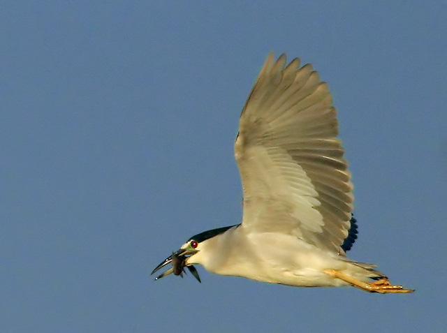Black-crowned Night-heron, adult, 10/18/04, Shoreline Park, Mountain View