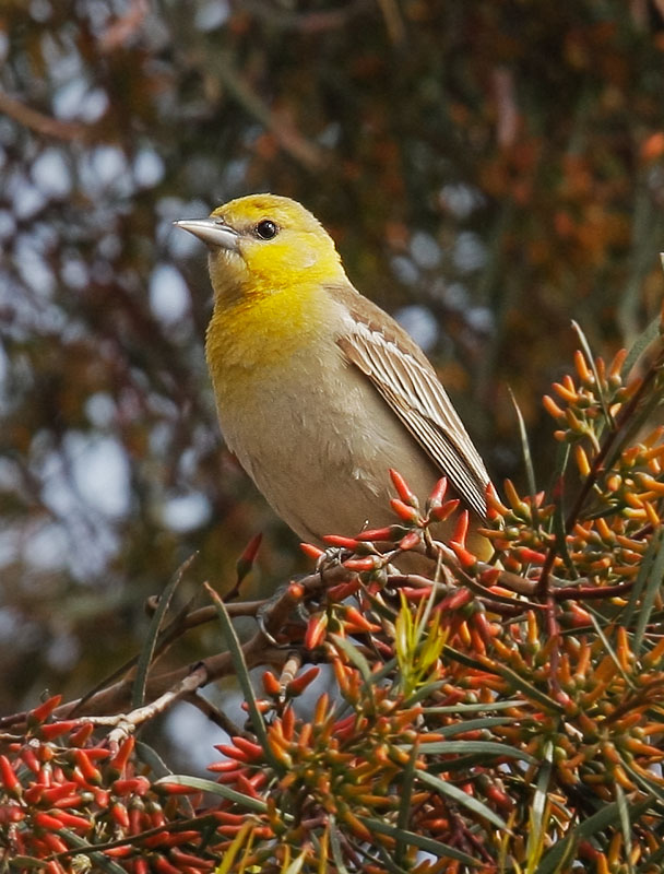 Bullock's Oriole