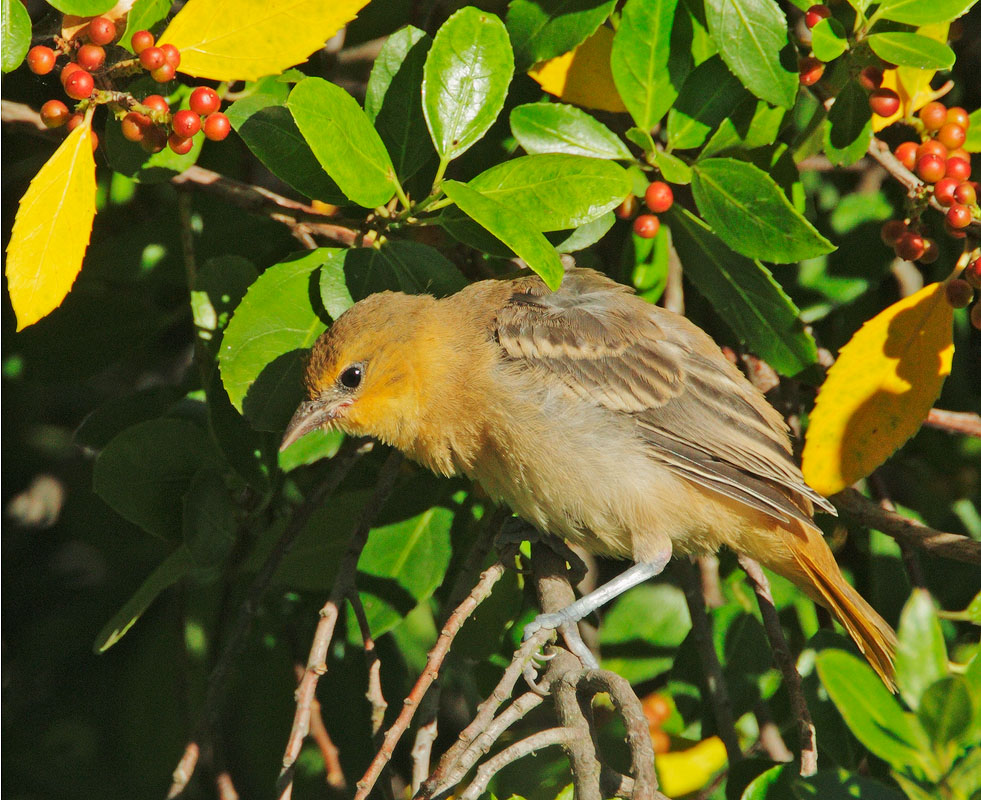 Bullock's Oriole