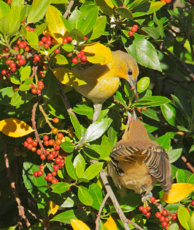 Bullock's Orioles