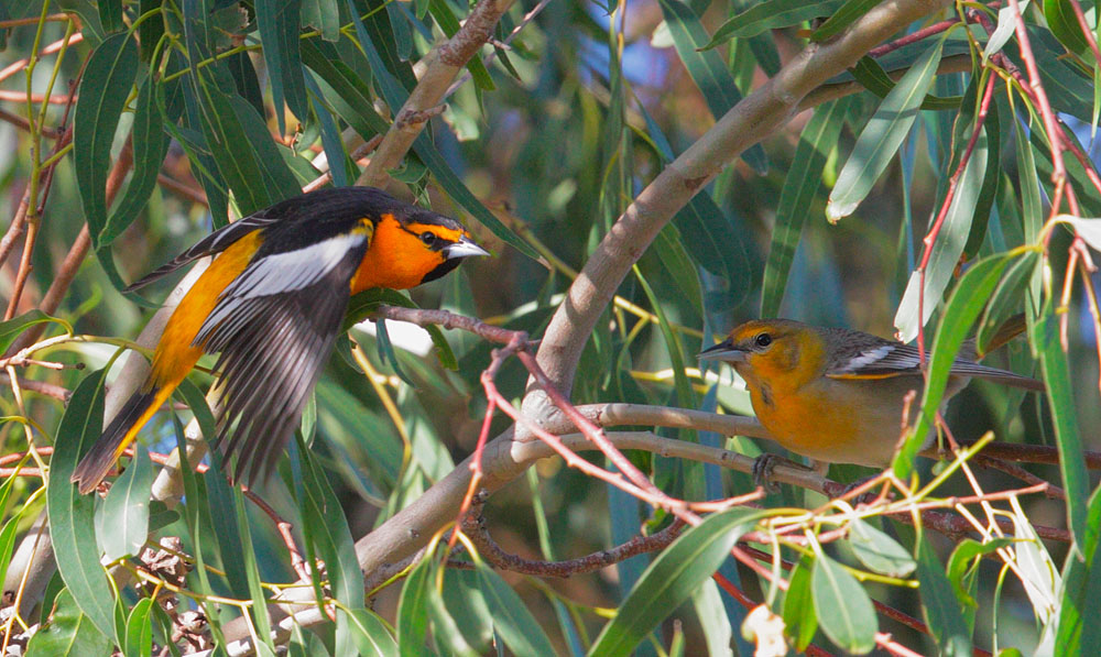 Bullock's Orioles