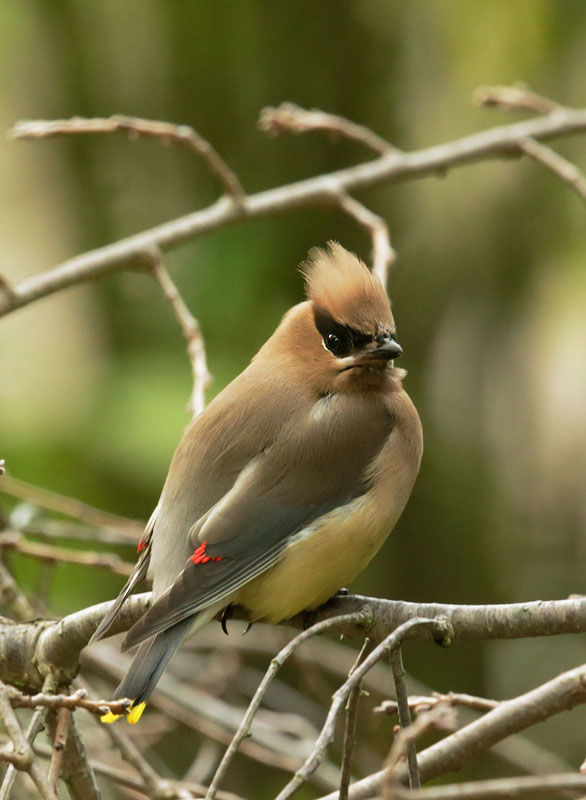 Cedar Waxwing