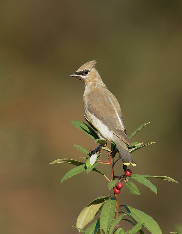 Cedar Waxwing