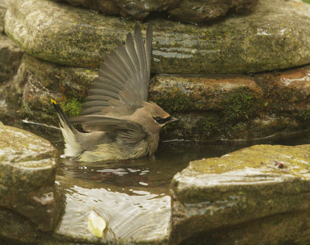Cedar Waxwing