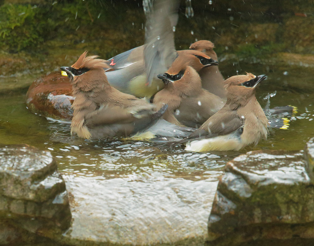 Cedar Waxwings