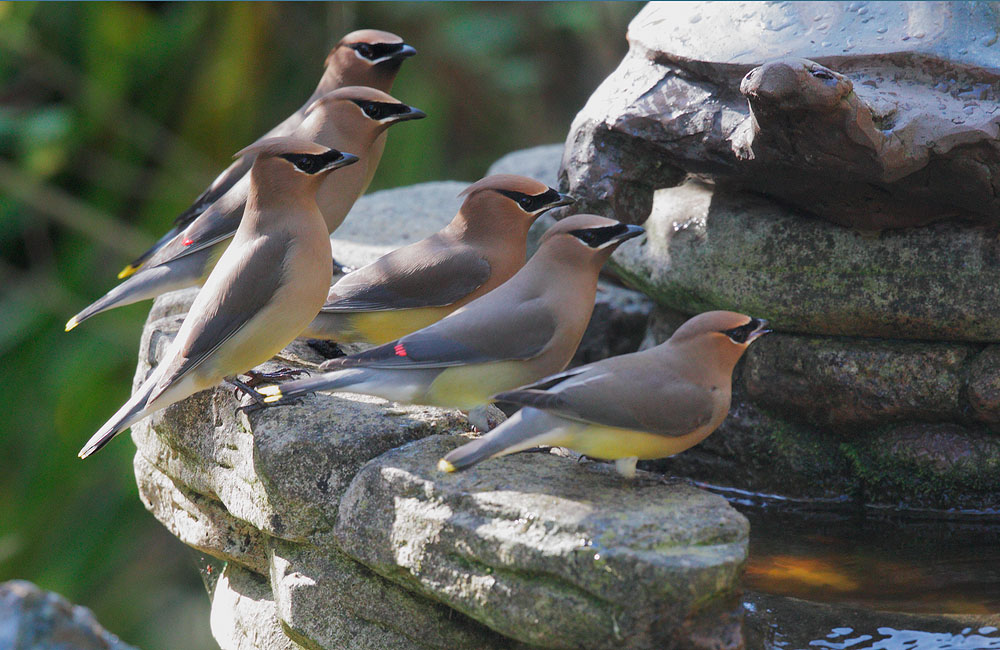 Cedar Waxwing