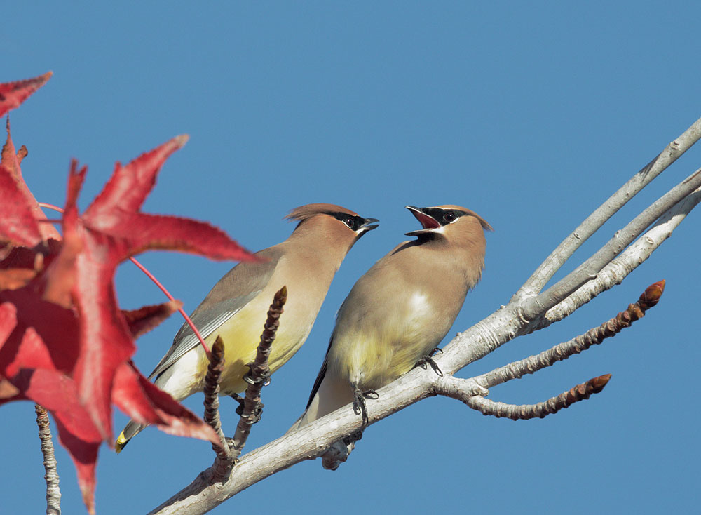 Cedar Waxwings