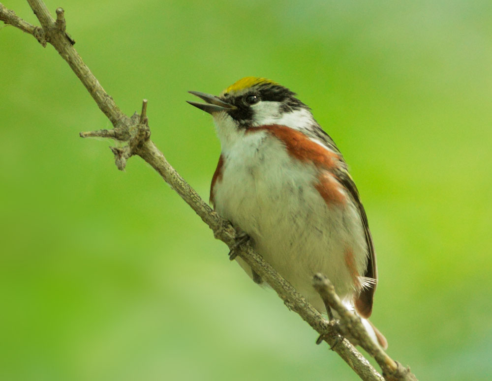 Chesnut-sided Warbler
