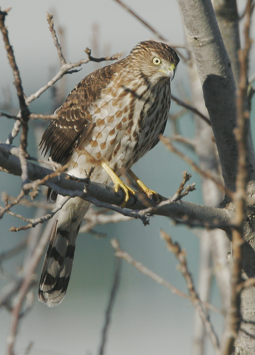 Cooper's Hawk, juvenile, 11/23/06, Stevens Creek north of 101