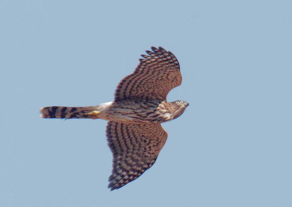 Cooper's Hawk, juvenile, 8/3/10, Arastradero Preserve