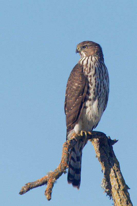 Cooper's Hawk, juvenile, 9/20/10, Arastradero Preserve