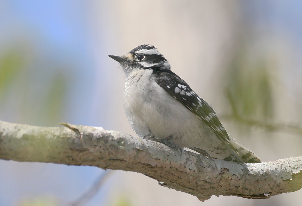 Downy Woodpecker