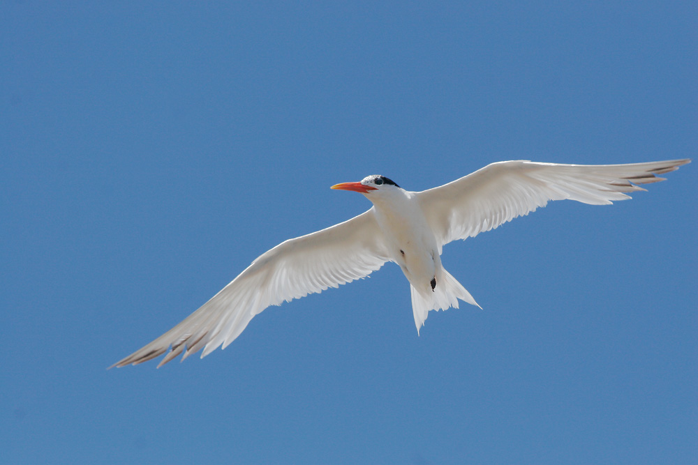 Elegant Tern