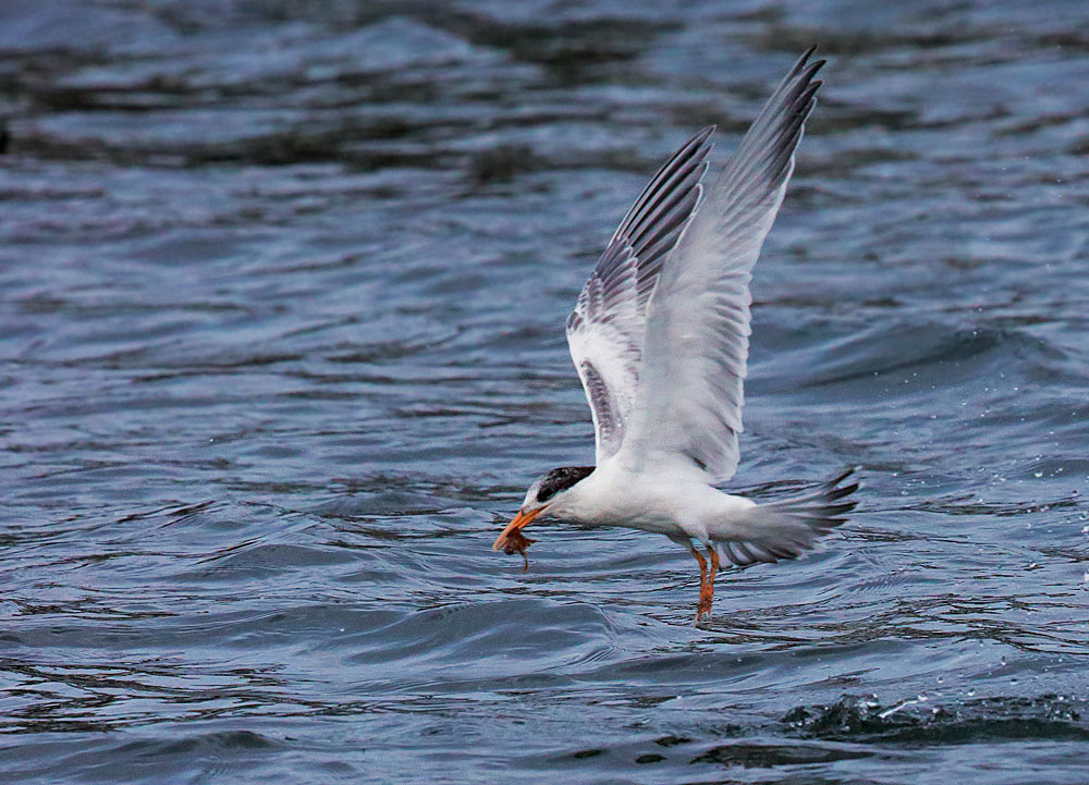 Elegant Tern