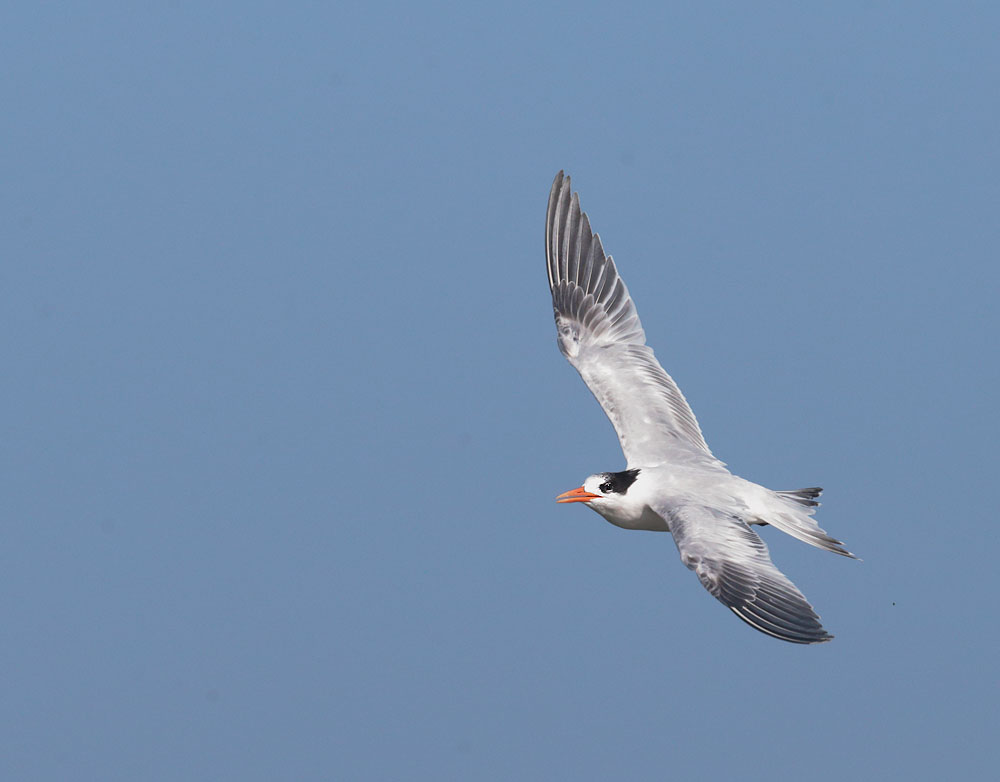 Elegant Tern