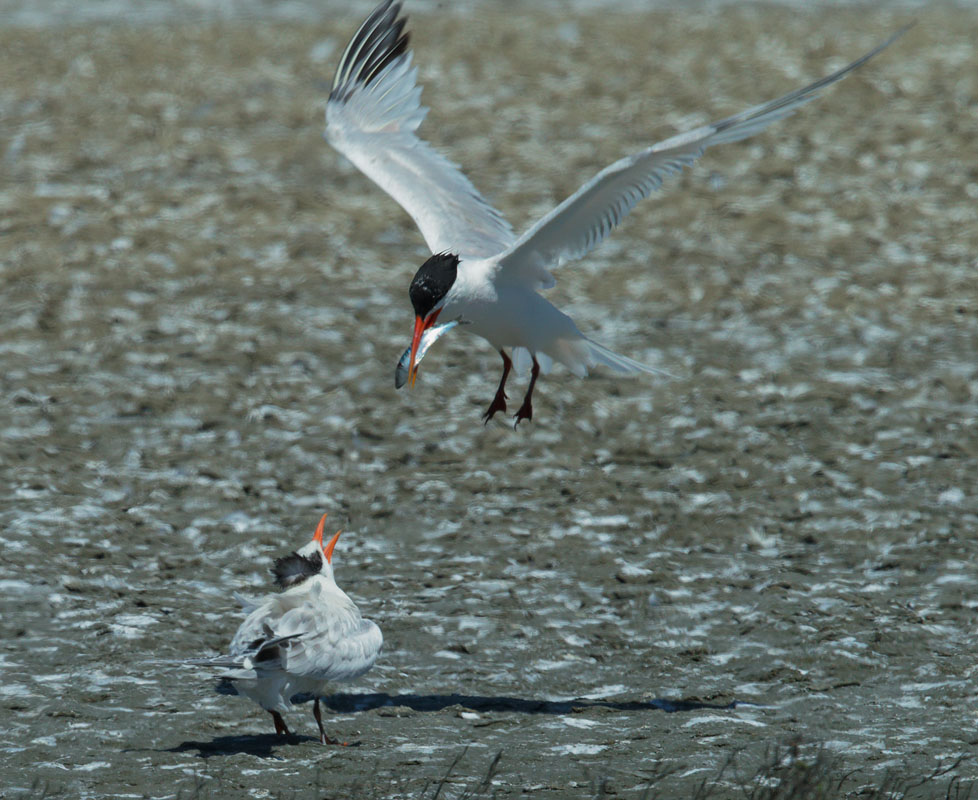 Elegant Terns