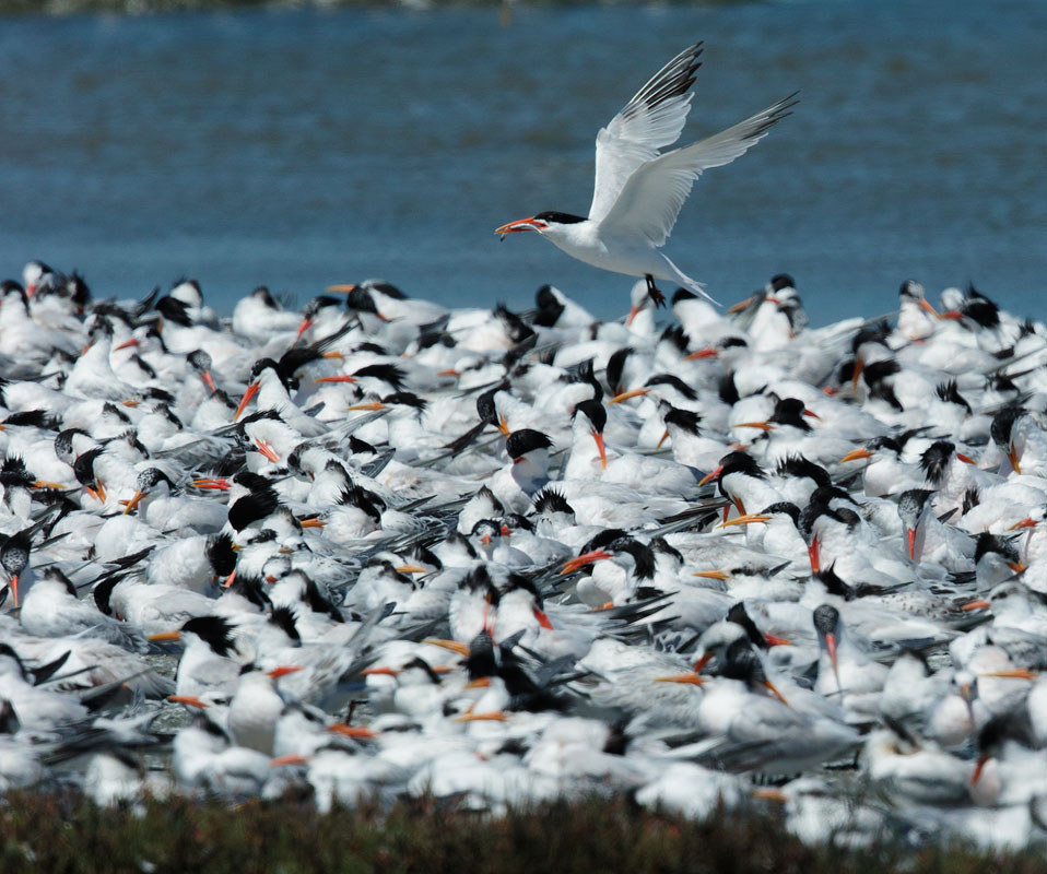 Elegant Terns