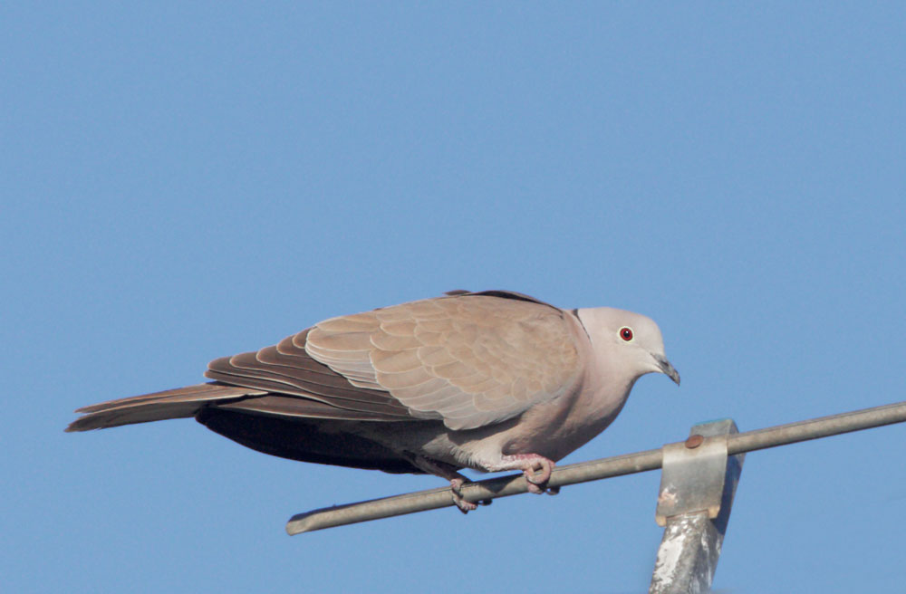 Eurasian Collared-Dove, 3/7/09, Alviso