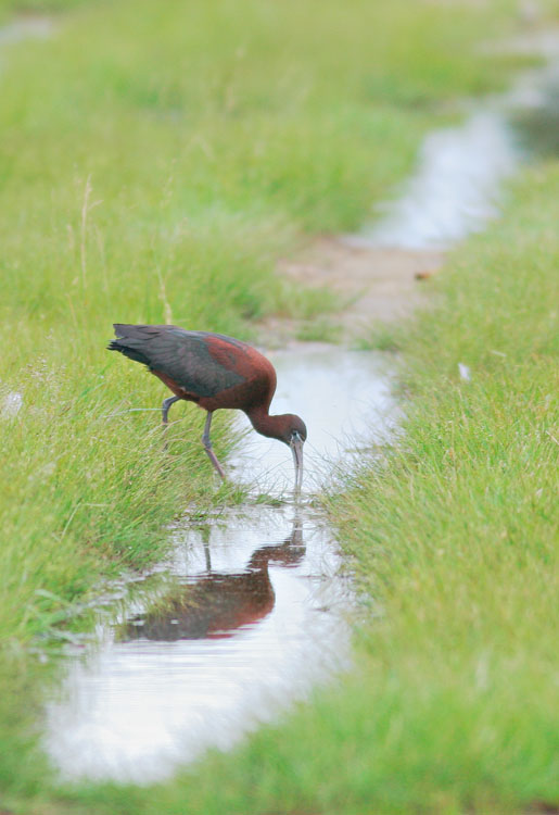 Glossy Ibis