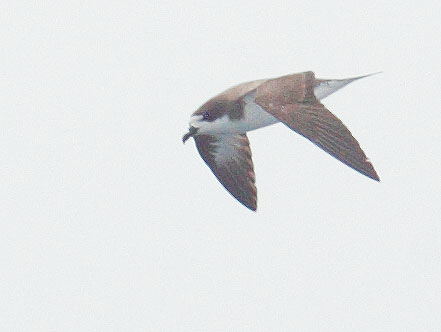 Hawaiian Petrel