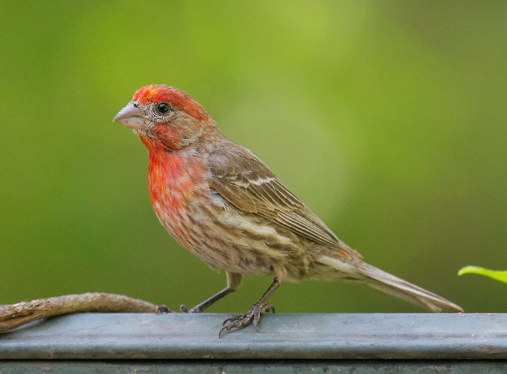House Finch, male, 7/5/08, my yard, Stanford campus