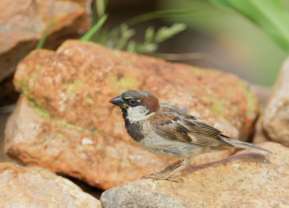 House Sparrow, male, 8/3/08, Pond at Elephant Head, Chino Canyon, AZ