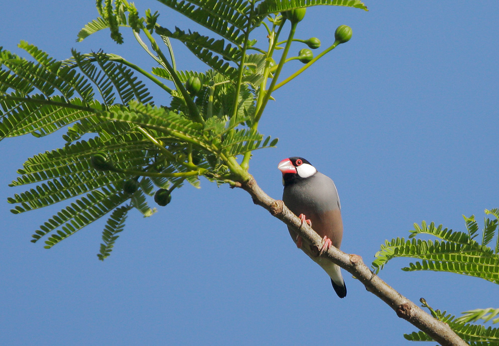 Java Sparrow