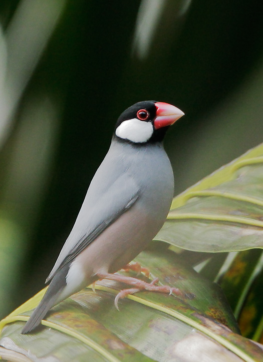 Java Sparrow