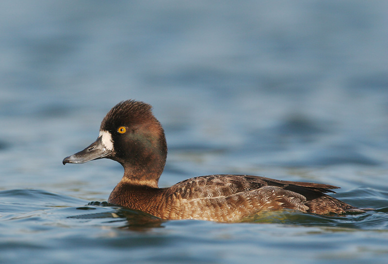 Lesser Scaup, female, 2/11/06, Palo Alto Baylands duck pond