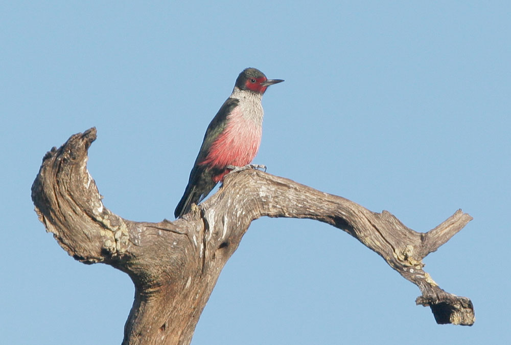 Lewis's Woodpecker, 11/28/07, Arastradero Preserve