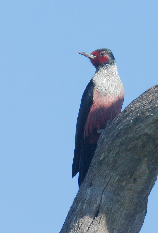 Lewis's Woodpecker, 2/12/08, Arastradero Preserve