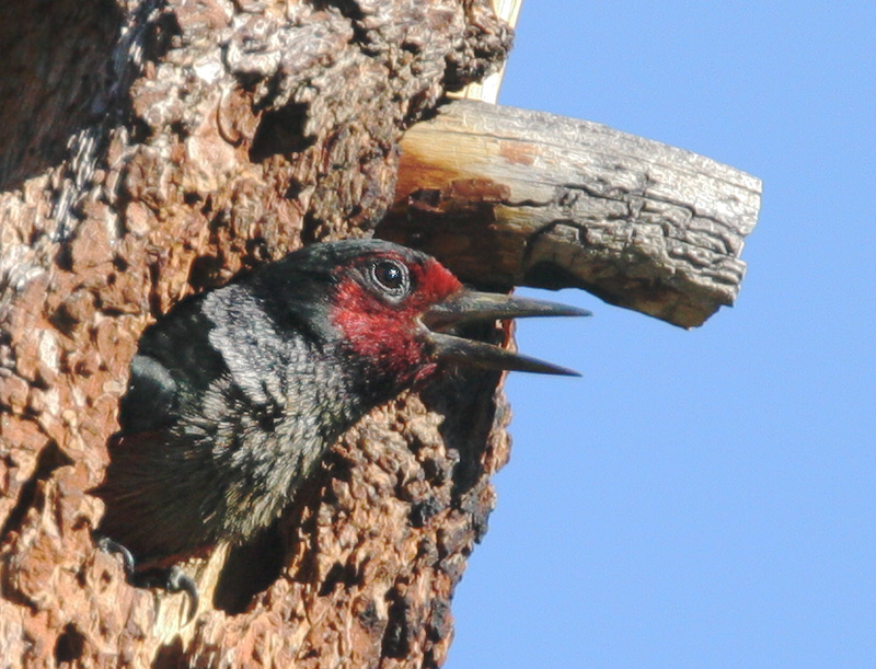 Lewis's Woodpecker, at nest, 6/22/06, Rotary Park, Loyalton, Sierra Co
