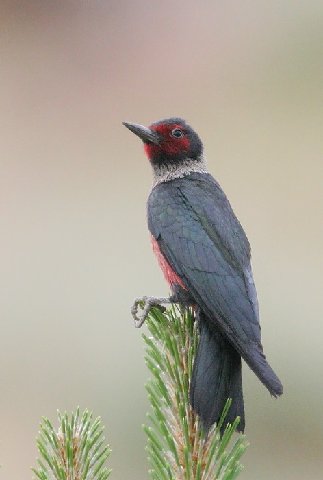 Lewis's Woodpecker, 6/24/06, Loyalton, Sierra Co