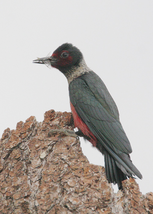 Lewis's Woodpecker, carrying food to nest, 6/24/06, Loyalton, Sierra Co