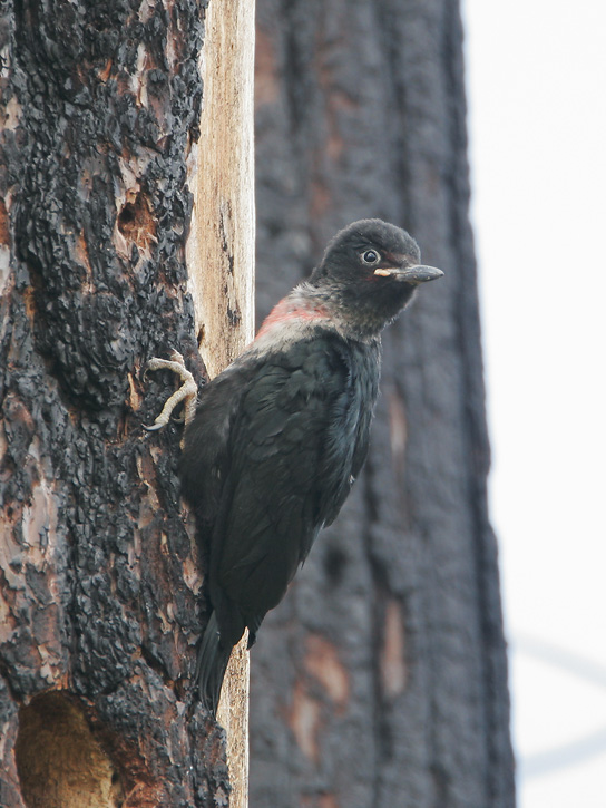 Lewis's Woodpecker, fledgling, 7/2/07, Loyalton, Sierra Co
