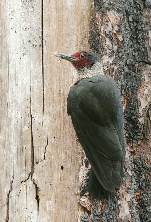 Lewis's Woodpecker, 7/2/07, Loyalton, Sierra Co